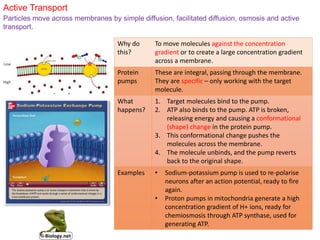 Why do
this?
To move molecules against the concentration
gradient or to create a large concentration gradient
across a membrane.
Protein
pumps
These are integral, passing through the membrane.
They are specific – only working with the target
molecule.
What
happens?
1. Target molecules bind to the pump.
2. ATP also binds to the pump. ATP is broken,
releasing energy and causing a conformational
(shape) change in the protein pump.
3. This conformational change pushes the
molecules across the membrane.
4. The molecule unbinds, and the pump reverts
back to the original shape.
Examples • Sodium-potassium pump is used to re-polarise
neurons after an action potential, ready to fire
again.
• Proton pumps in mitochondria generate a high
concentration gradient of H+ ions, ready for
chemiosmosis through ATP synthase, used for
generating ATP.
Active Transport
Particles move across membranes by simple diffusion, facilitated diffusion, osmosis and active
transport.
 