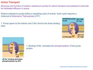 Active Transport
Structure and function of sodium–potassium pumps for active transport and potassium channels
for facilitated diffusion in axons.
Sodium potassium pumps follow a repeating cycle of events. Each cycle requires a
molecule of Adenosine Triphosphate (ATP)
1. Pump opens to the interior and 3 Na+ bind to the three binding
sites
1. Binding of Na+ activates the phosphorylation of the pump
protein
http://study.com/cimages/multimages/16/nak_pump.jpg
 