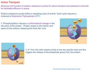 Active Transport
Structure and function of sodium–potassium pumps for active transport and potassium channels
for facilitated diffusion in axons.
Sodium potassium pumps follow a repeating cycle of events. Each cycle requires a
molecule of Adenosine Triphosphate (ATP)
3. Phosphorylation induces a conformational change in the
structure of the protein. Protein closes in the interior and
opens to the exterior releasing the three Na+ ions
4. K+ from the cell’s exterior binds to the two specific sites and this
triggers the release of the phosphate group from the protein.
http://study.com/cimages/multimages/16/nak_pump.jpg
 