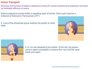 Active Transport
Structure and function of sodium–potassium pumps for active transport and potassium channels
for facilitated diffusion in axons.
Sodium potassium pumps follow a repeating cycle of events. Each cycle requires a
molecule of Adenosine Triphosphate (ATP)
5. Loss of the phosphate group restores the protein to initial
state.
6. K+ ion are released to the interior of the cell, the protein
pump is again susceptible to receive Na+ ions and the cycle
starts over again.
http://study.com/cimages/multimages/16/nak_pump.jpg
 