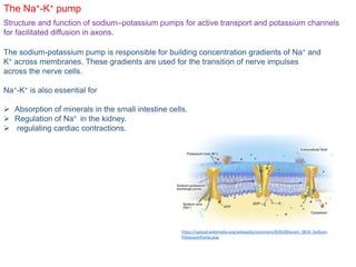 The Na+-K+ pump
Structure and function of sodium–potassium pumps for active transport and potassium channels
for facilitated diffusion in axons.
The sodium-potassium pump is responsible for building concentration gradients of Na+ and
K+ across membranes. These gradients are used for the transition of nerve impulses
across the nerve cells.
Na+-K+ is also essential for
 Absorption of minerals in the small intestine cells.
 Regulation of Na+ in the kidney.
 regulating cardiac contractions.
https://upload.wikimedia.org/wikipedia/commons/8/83/Blausen_0818_Sodium-
PotassiumPump.png
 