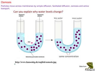 Osmosis
Particles move across membranes by simple diffusion, facilitated diffusion, osmosis and active
transport.
Slide from
 
