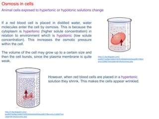 Osmosis in cells
Animal cells exposed to hypertonic or hypotonic solutions change
If a red blood cell is placed in distilled water, water
molecules enter the cell by osmosis. This is because the
cytoplasm is hypertonic (higher solute concentration) in
relation to environment which is hypotonic (low solute
concentration). This increases the osmotic pressure
within the cell.
The volume of the cell may grow up to a certain size and
then the cell bursts, since the plasma membrane is quite
weak.
However, when red blood cells are placed in a hypertonic
solution they shrink. This makes the cells appear wrinkled.
http://1.bp.blogspot.com/-
pveNOT3ckRg/UG8ySTId5fI/AAAAAAAAADw/gWCtYBem
smc/s1600/Tonicidad+de+disoluciones.png
http://1.bp.blogspot.com/-
pveNOT3ckRg/UG8ySTId5fI/AAAAAAAAADw/gWCtYBemsmc/s1600/Toni
cidad+de+disoluciones.png
 