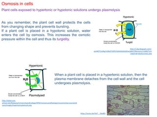 Osmosis in cells
Plant cells exposed to hypertonic or hypotonic solutions undergo plasmolysis
As you remember, the plant cell wall protects the cells
from changing shape and prevents bursting.
If a plant cell is placed in a hypotonic solution, water
enters the cell by osmosis. This increases the osmotic
pressure within the cell and thus its turgidity.
When a plant cell is placed in a hypertonic solution, then the
plasma membrane detaches from the cell wall and the cell
undergoes plasmolysis.
http://1.bp.blogspot.com/-
pveNOT3ckRg/UG8ySTId5fI/AAAAAAAAADw/gWCtYBemsmc/s1600/Toni
cidad+de+disoluciones.png
http://www.one-
school.net/Malaysia/UniversityandCollege/SPM/revisioncard/biology/movementacrossmemb
rane/images/hypertonicplantcell.png
https://youtu.be/4JyT__Dea8Q
 