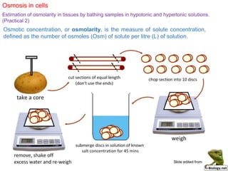 Osmosis in cells
Estimation of osmolarity in tissues by bathing samples in hypotonic and hypertonic solutions.
(Practical 2)
Osmotic concentration, or osmolarity, is the measure of solute concentration,
defined as the number of osmoles (Osm) of solute per litre (L) of solution.
Slide edited from
 