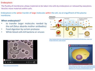 Endocytosis
The fluidity of membranes allows materials to be taken into cells by endocytosis or released by exocytosis.
Vesicles move materials within cells.
Endocytosis is the active transfer of large molecules within the cell, via an engulfment of the plasma
membrane.
When endocytosis?
• to transfer larger molecules needed by
the cell (fetus absorbs mother antibodies)
• Food digestion by certain protozoa
• White blood cells kill bacteria or viruses
https://upload.wikimedia.org/wikipedia/commons/thumb/1/1a/Endocytosis_types.svg/
672px-Endocytosis_types.svg.png
https://highered.mheducation.com/olcweb/cgi/plugin
op.cgi?it=swf::535::535::/sites/dl/free/0072437316/12
068/bio02.swf::Endocytosis%20and%20Exocytosis
https://youtu.be/JnlULOjUhSQ
 