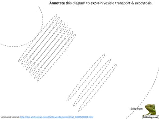 Annotate this diagram to explain vesicle transport & exocytosis.
Animated tutorial: http://bcs.whfreeman.com/thelifewire8e/content/cat_040/0504003.html
Slide from
 