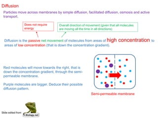 Diffusion
Particles move across membranes by simple diffusion, facilitated diffusion, osmosis and active
transport.
Does not require
energy
Overall direction of movement (given that all molecules
are moving all the time in all directions)
Diffusion is the passive net movement of molecules from areas of high concentration to
areas of low concentration (that is down the concentration gradient).
Semi-permeable membrane
Red molecules will move towards the right, that is
down the concentration gradient, through the semi-
permeable membrane.
Purple molecules are bigger. Deduce their possible
diffusion pattern.
Slide edited from
 