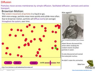 Stephen Taylor http://sciencevideos.wordpress.com
Diffusion
Particles move across membranes by simple diffusion, facilitated diffusion, osmosis and active
transport.
Slide from
 