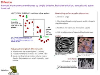 Slide from
Diffusion
Particles move across membranes by simple diffusion, facilitated diffusion, osmosis and active
transport.
 