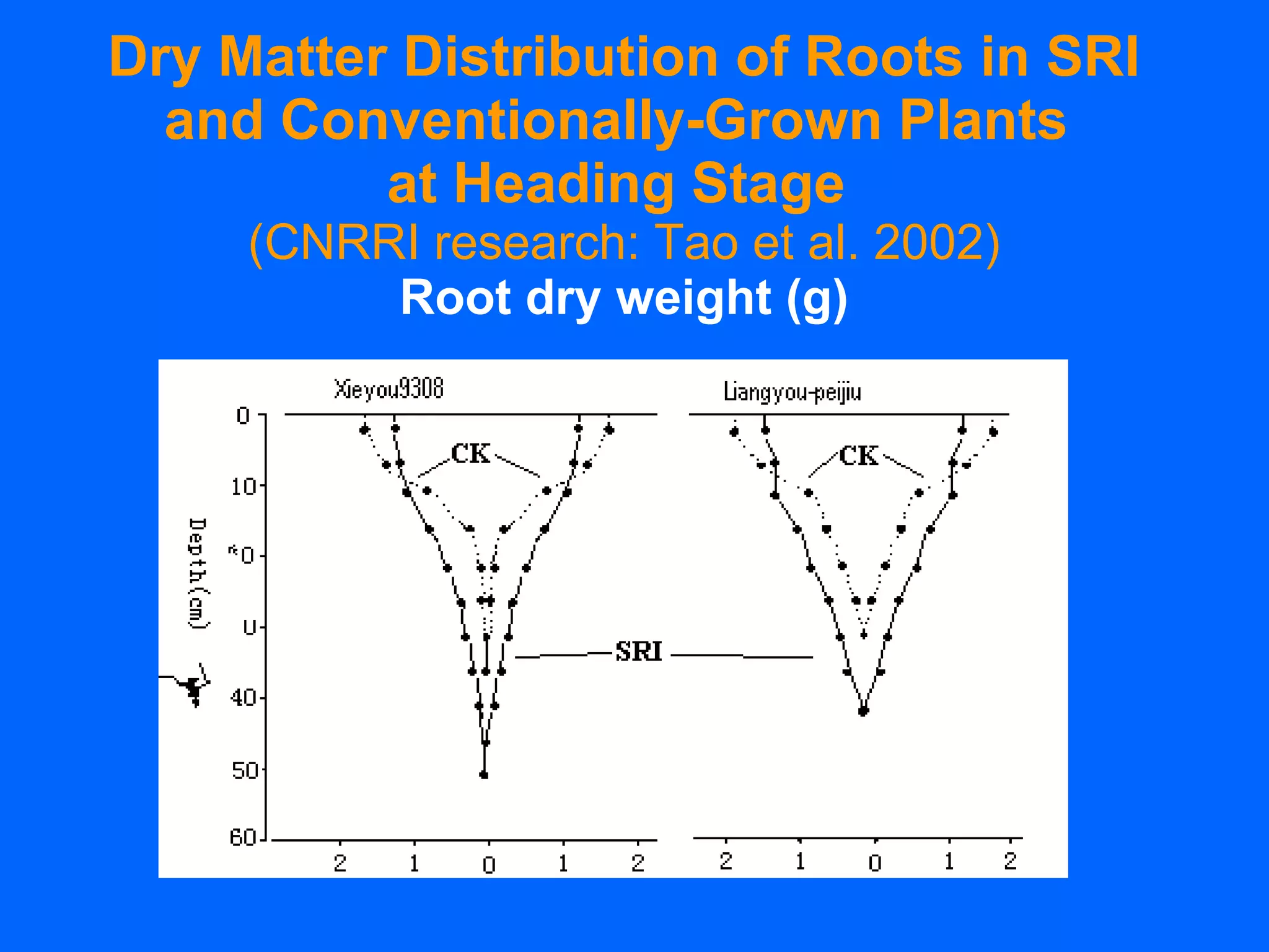 Dry Matter Distribution of Roots in SRI and Conventionally-Grown Plants  at Heading Stage  (CNRRI research: Tao et al. 2002) Root dry weight (g) 