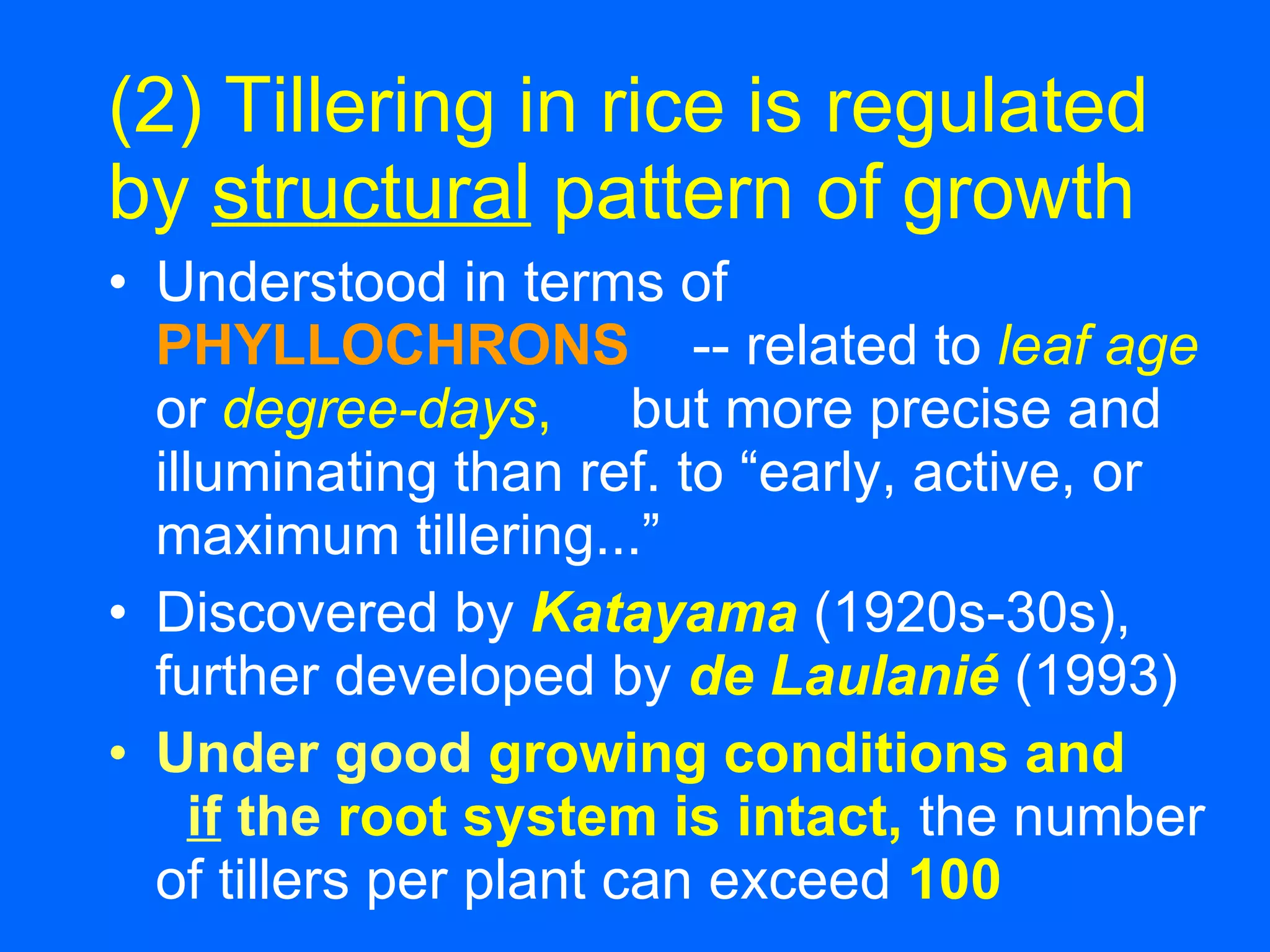 (2) Tillering in rice is regulated by  structural  pattern of growth Understood in terms of   PHYLLOCHRONS   --   related to  leaf age  or  degree-days ,   but more precise and illuminating than ref. to “early, active, or maximum tillering...” Discovered by   Katayama   (1920s-30s), further developed by  de Laulanié   (1993) Under good   growing conditions and   if  the  root system is intact,   the number of tillers per plant can exceed   100 