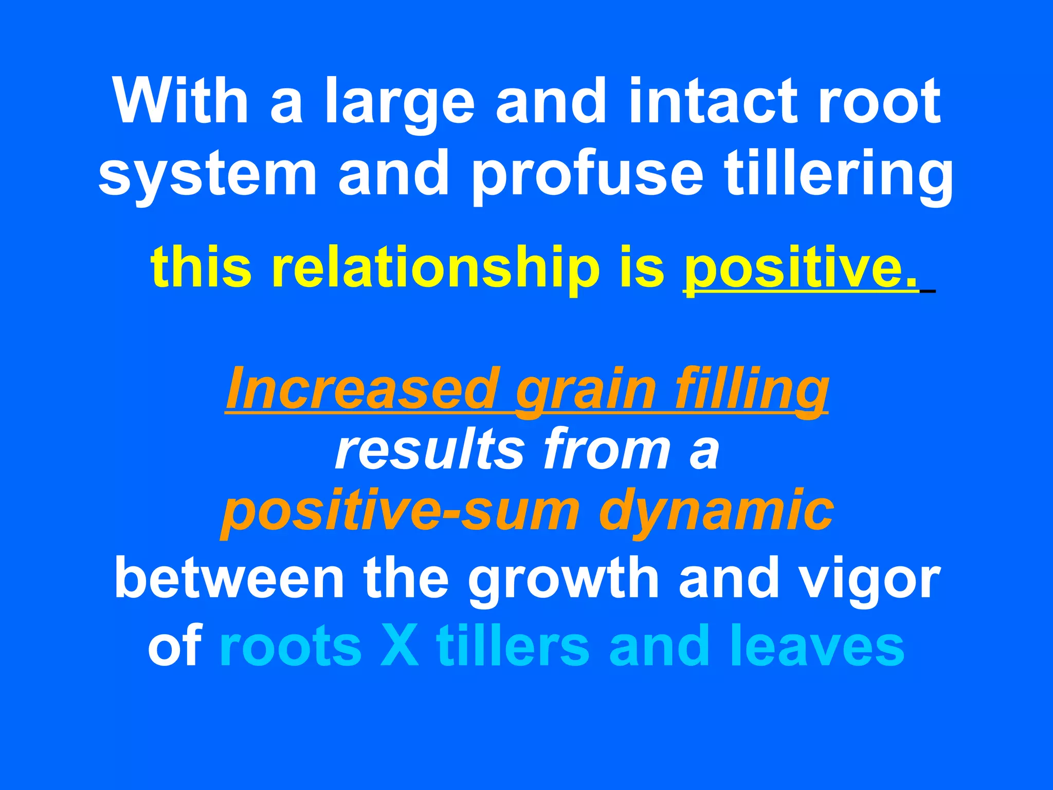 With a large and intact root system and profuse tillering this relationship is  positive.   Increased grain filling results from a positive-sum dynamic between the growth and vigor of  roots X   tillers and leaves 
