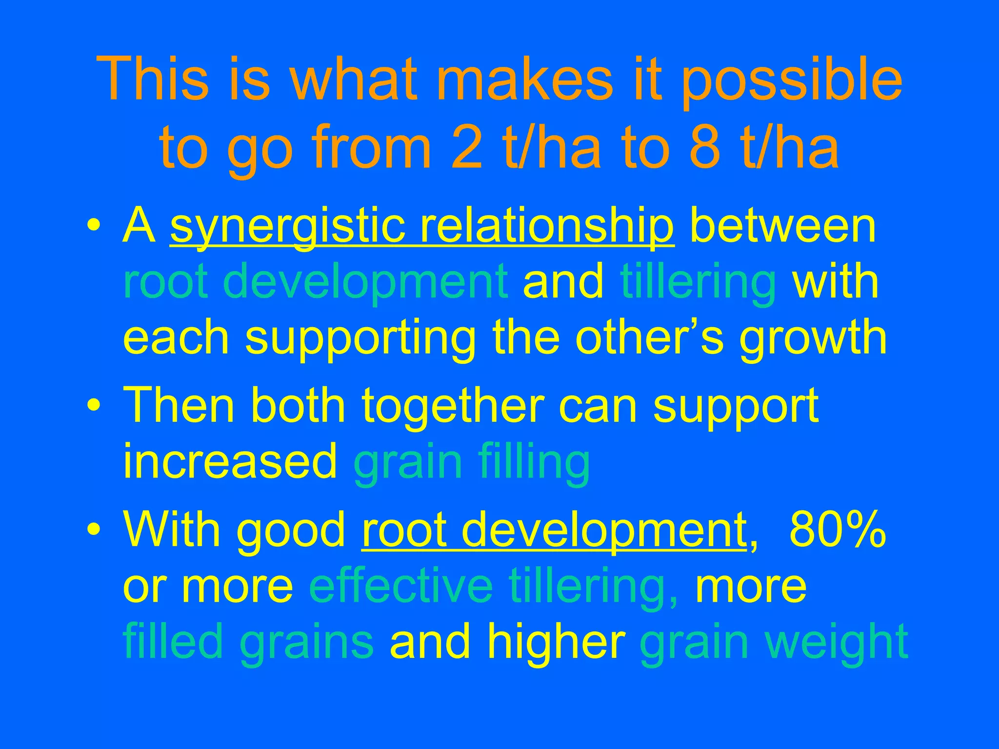 This is what makes it possible to go from 2 t/ha to 8 t/ha A  synergistic relationship  between  root development  and  tillering  with each supporting the other’s growth Then both together can support increased  grain filling With good  root development ,  80% or more  effective tillering,  more  filled grains  and higher  grain weight 