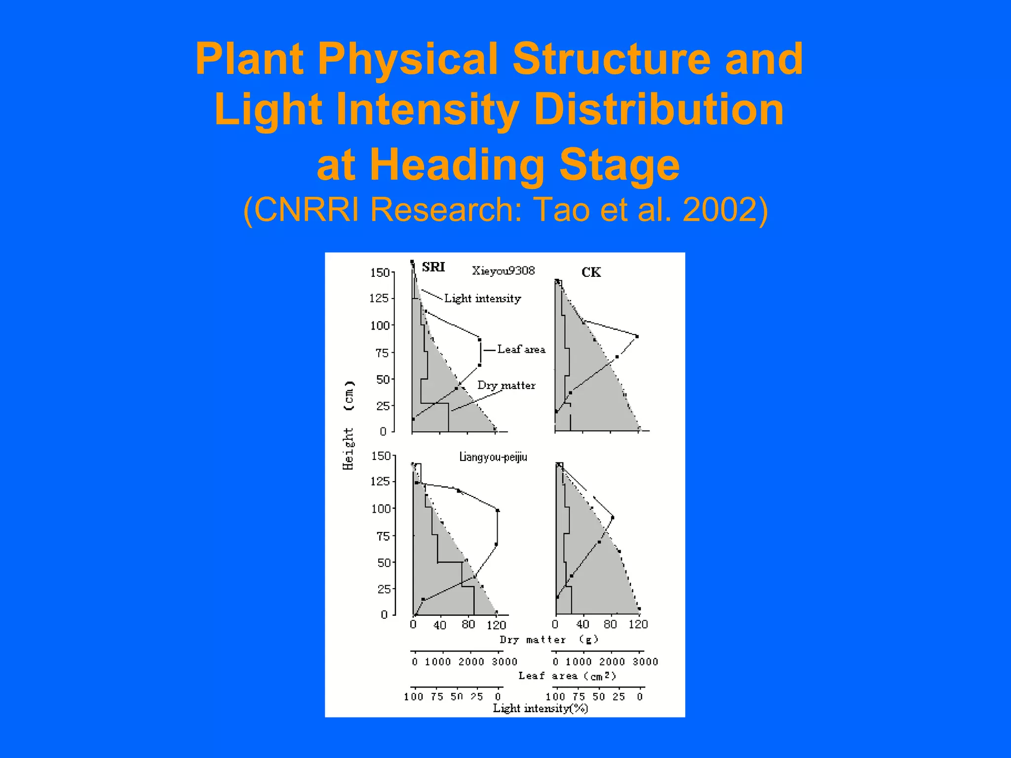 Plant Physical Structure and  Light Intensity Distribution  at Heading Stage   (CNRRI Research: Tao et al. 2002) 