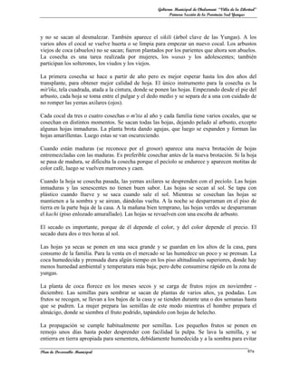 Gobierno Municipal de Chulumani “Villa de la Libertad”
                                                          Primera Sección de la Provincia Sud Yungas




y no se sacan al desmalezar. También aparece el sikili (árbol clave de las Yungas). A los
varios años el cocal se vuelve huerta o se limpia para empezar un nuevo cocal. Los arbustos
viejos de coca (abuelos) no se sacan; fueron plantados por los parientes que ahora son abuelos.
La cosecha es una tarea realizada por mujeres, los wasas y los adolescentes; también
participan los solterones, los viudos y los viejos.

La primera cosecha se hace a partir de año pero es mejor esperar hasta los dos años del
transplante, para obtener mejor calidad de hoja. El único instrumento para la cosecha es la
mit'iña, tela cuadrada, atada a la cintura, donde se ponen las hojas. Empezando desde el pie del
arbusto, cada hoja se toma entre el pulgar y el dedo medio y se separa de a una con cuidado de
no romper las yemas axilares (ojos).

Cada cocal da tres o cuatro cosechas o m'ita al año y cada familia tiene varios cocales, que se
cosechan en distintos momentos. Se sacan todas las hojas, dejando pelado al arbusto, excepto
algunas hojas inmaduras. La planta brota dando agujas, que luego se expanden y forman las
hojas amarillentas. Luego estas se van oscureciendo.

Cuando están maduras (se reconoce por el grosor) aparece una nueva brotación de hojas
entremezcladas con las maduras. Es preferible cosechar antes de la nueva brotación. Si la hoja
se pasa de madura, se dificulta la cosecha porque el pecíolo se endurece y aparecen motitas de
color café, luego se vuelven marrones y caen.

Cuando la hoja se cosecha pasada, las yemas axilares se desprenden con el pecíolo. Las hojas
inmaduras y las senescentes no tienen buen sabor. Las hojas se secan al sol. Se tapa con
plástico cuando llueve y se saca cuando sale el sol. Mientras se cosechan las hojas se
mantienen a la sombra y se airean, dándolas vuelta. A la noche se desparraman en el piso de
tierra en la parte baja de la casa. A la mañana bien temprano, las hojas verdes se desparraman
el kachi (piso enlozado amurallado). Las hojas se revuelven con una escoba de arbusto.

El secado es importante, porque de él depende el color, y del color depende el precio. El
secado dura dos o tres horas al sol.

Las hojas ya secas se ponen en una saca grande y se guardan en los altos de la casa, para
consumo de la familia. Para la venta en el mercado se las humedece un poco y se prensan. La
coca humedecida y prensada dura algún tiempo en los piso altitudinales superiores, donde hay
menos humedad ambiental y temperatura más baja; pero debe consumirse rápido en la zona de
yungas.

La planta de coca florece en los meses secos y se carga de frutos rojos en noviembre -
diciembre. Las semillas para sembrar se sacan de plantas de varios años, ya podadas. Los
frutos se recogen, se llevan a los bajos de la casa y se tienden durante una o dos semanas hasta
que se pudren. La mujer prepara las semillas de este modo mientras el hombre prepara el
almácigo, donde se siembra el fruto podrido, tapándolo con hojas de helecho.

La propagación se cumple habitualmente por semillas. Los pequeños frutos se ponen en
remojo unos días hasta poder desprender con facilidad la pulpa. Se lava la semilla, y se
entierra en tierra apropiada para sementera, debidamente humedecida y a la sombra para evitar

Plan de Desarrollo Municipal                                                                         87a
 