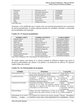 Gobierno Municipal de Chulumani “Villa de la Libertad”
                                                                              Primera Sección de la Provincia Sud Yungas




    Pitowayaca                                   Phalaropus tricolor                      Scolopacidae
    Curcuta                                      Netropelia melanoptera                   Columbidae
    Kullcuta                                     Metropelia aymara                        Columbidae
    Yaca Yaca                                    Coloptes rupícola                        Picidae
    Pichitanka                                   Zonotrichia capensis                     Emberizinae
    Kellunchu                                    Sicalis lutea                            Emberizinae
    Pato                                         Anas georgica
    Perdiz                                       Nothoprocta ornata
Fuente: DMCH 2005

Asimismo, se ha establecido que la región existe una marcada preocupación por la presencia
de insectos perjudiciales, el cuadro siguiente presenta las variedades existentes y reconocidas
por los pobladores del municipio:

Cuadro No. 13: Insectos perjudiciales

       NOMBRE COMÚN                              NOMBRE CIENTÍFICO                             FAMILIA/ORDEN
    Pulguilla saltona                            Epitrix subcrinita                         Crysomelidae/ Diptero
    Gusano arador                                Ligirus ebens                              Scarabidae/Coleoptero
    Padre curo                                   Epicauta latitarsis H.                     Meloidea/ Coleoptero
    Gusano de tierra                             Copitarsia turbata                         Noctuidae/Lepidoptera
    Insecto chupador                             Myzus pérsicae                             Aphididae/Homoptera
    Llaja (Yaja)                                 Frankliniella tuberosi M.                  Tripidae/Thysanoptera
    Cogollero de Maíz                            Spodoptera frugiperda                      Noctuidae/Lepidoptera
    Gusano de Maíz                               Heliothis zea                              Noctuidae/Lepidoptera
    Broca de Café                                Hypothenemus hampei                        Ipidae/Coleoptero
    Gusano minador del café                      Leocoptera coffeella                       Lyonetidae/Coleoptero
    Gorgojo de grano                             Araecerus fasciculatus                     Anthribidae/Coleoptero.
Fuente: Fuente: Autodiagnóstico 2005 - Herbas Remberto 1981- Sanabria Eulogio 1997


De similar manera, esta latente en el colectivo popular la influencia negativa que ejerce la
presencia enfermedades que afectan a las plantas y la producción de cultivos: El siguiente
cuadro refleja este extremo:

Cuadro No. 14: Enfermedades de las plantas

        NOMBRE                                             SÍNTOMAS                                      CAUSANTE
Enfermedad de la Coca                 Se advierten sobre las hojas manchas cloróticas de            Hongo Babakia (Uredo
                                      forma circular distribuidas en el limbo.                      erythroxylans)
La estella de la Coca                 Se presenta en la parte área de las plantas y son             Virus       aún      no
                                      sumamente       conspicuos.      Consiste      en la          identificado,      mas
                                      transformación de las hojas normales en hojas                 frecuente en cultivos
                                      diminutas y estructura escamosa.                              desatendidos.
Antracnosis de la Frutilla            Se presenta en las hojas y el peciolo y en los                Hongo       Ascomicete
                                      pedúnculo de los frutos. Son pequeñas manchas                 (Mycosphaerella
                                      esparcidas en la superficie del limbo foliar son de           fragariae). Así mismo,
                                      color púrpura y en forma circular.                            Verticillium alboatrum
                                                                                                    y Fusarium sp.
Oidio del Mango                       Afecta a las hojas, inflorescencia y el fruto, es un          Hongo       Ascomicete
                                      polvillo blanco que puede ocasionar la caída de las           (Oidium mangiferae).
                                      flores.
Enfermedades de los cítricos:         Los síntomas son a partir de una clorosis, manchas,           Hongos: Phytophthora
Gomosis,     verrugas      y          amarillas en ramas, hojas y frutos dependiendo de la          cigtrophthora, Elsinoe

Plan de Desarrollo Municipal                                                                                             23a
 