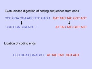 Exonuclease digestion of coding sequences from ends

CCC GGA CGA AGC TTC GTG A GAT TAC TAC GGT AGT

 CCC GGA CGA AGC T                AT TAC TAC GGT AGT




Ligation of coding ends


      CCC GGA CGA AGC T : AT TAC TAC GGT AGT
 