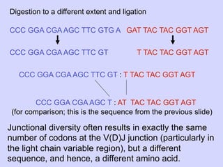Digestion to a different extent and ligation

CCC GGA CGA AGC TTC GTG A GAT TAC TAC GGT AGT


CCC GGA CGA AGC TTC GT                  T TAC TAC GGT AGT


   CCC GGA CGA AGC TTC GT : T TAC TAC GGT AGT


        CCC GGA CGA AGC T : AT TAC TAC GGT AGT
 (for comparison; this is the sequence from the previous slide)

Junctional diversity often results in exactly the same
number of codons at the V(D)J junction (particularly in
the light chain variable region), but a different
sequence, and hence, a different amino acid.
 
