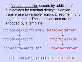 4. N region addition occurs by addition of
 nucleotides by terminal deoxynucleotide
 transferase to variable region, D segment, or J
 segment ends. These nucleotides are not
 encoded by a template.
CCC GGA CGA AGC TTC GTG A GAT TAC TAC GGT AGT


CCC GGA CGA AGC TT           T TAC TAC GGT AGT


CCC GGA CGA AGC TT : GCC      T TAC TAC GGT AGT


  CCC GGA CGA AGC TT : GCC : T TAC TAC GGT AGT
 