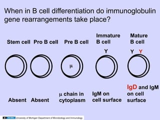 When in B cell differentiation do immunoglobulin
gene rearrangements take place?

                                                                       Immature       Mature
Stem cell Pro B cell                             Pre B cell            B cell         B cell
                                                                          Y           Y Y

                                                      µ



                                                                                     IgD and IgM
                                            µ chain in                IgM on         on cell
 Absent Absent                              cytoplasm                 cell surface   surface


   University of Michigan Department of Microbiology and Immunology
 
