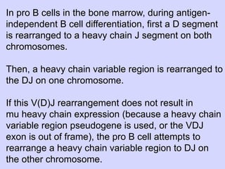 In pro B cells in the bone marrow, during antigen-
independent B cell differentiation, first a D segment
is rearranged to a heavy chain J segment on both
chromosomes.

Then, a heavy chain variable region is rearranged to
the DJ on one chromosome.

If this V(D)J rearrangement does not result in
mu heavy chain expression (because a heavy chain
variable region pseudogene is used, or the VDJ
exon is out of frame), the pro B cell attempts to
rearrange a heavy chain variable region to DJ on
the other chromosome.
 