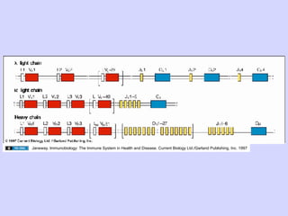 Janeway. Immunobiology: The Immune System in Health and Disease. Current Biology Ltd./Garland Publishing, Inc. 1997
 