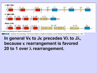 Janeway. Immunobiology: The Immune System in Health and Disease. Current Biology Ltd./Garland Publishing, Inc. 1997



In general Vκ to Jκ precedes Vλ to Jλ,
because κ rearrangement is favored
20 to 1 over λ rearrangement.
 