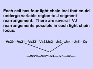 Each cell has four light chain loci that could
undergo variable region to J segment
rearrangement. There are several VJ
rearrangements possible in each light chain
locus.

---Vκ20---Vκ21---Vκ22---Vκ23Jκ2---Jκ3---Jκ4---Jκ5---Cκ----



               ---Vκ20---Vκ21Jκ4---Jκ5---Cκ----
 