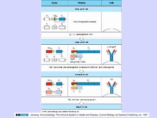 Janeway. Immunobiology: The Immune System in Health and Disease. Current Biology Ltd./Garland Publishing, Inc. 1997
 