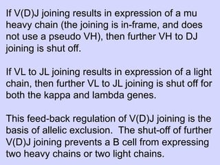 If V(D)J joining results in expression of a mu
heavy chain (the joining is in-frame, and does
not use a pseudo VH), then further VH to DJ
joining is shut off.

If VL to JL joining results in expression of a light
chain, then further VL to JL joining is shut off for
both the kappa and lambda genes.

This feed-back regulation of V(D)J joining is the
basis of allelic exclusion. The shut-off of further
V(D)J joining prevents a B cell from expressing
two heavy chains or two light chains.
 