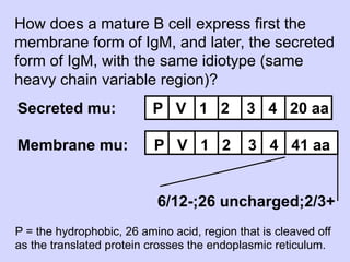 How does a mature B cell express first the
membrane form of IgM, and later, the secreted
form of IgM, with the same idiotype (same
heavy chain variable region)?
Secreted mu:               P V 1 2           3 4 20 aa

Membrane mu:               P V 1 2           3 4 41 aa


                           6/12-;26 uncharged;2/3+
P = the hydrophobic, 26 amino acid, region that is cleaved off
as the translated protein crosses the endoplasmic reticulum.
 
