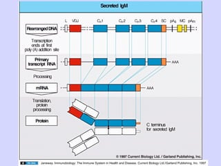 Janeway. Immunobiology: The Immune System in Health and Disease. Current Biology Ltd./Garland Publishing, Inc. 1997
 