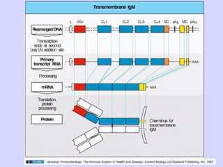 Janeway. Immunobiology: The Immune System in Health and Disease. Current Biology Ltd./Garland Publishing, Inc. 1997
 
