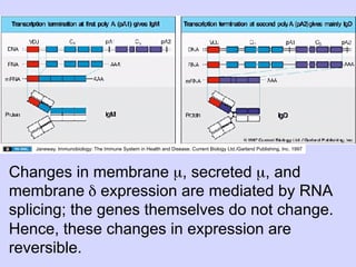 Janeway. Immunobiology: The Immune System in Health and Disease. Current Biology Ltd./Garland Publishing, Inc. 1997




Changes in membrane µ, secreted µ, and
membrane δ expression are mediated by RNA
splicing; the genes themselves do not change.
Hence, these changes in expression are
reversible.
 