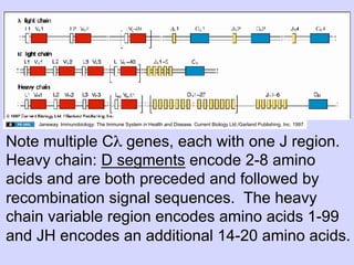 Janeway. Immunobiology: The Immune System in Health and Disease. Current Biology Ltd./Garland Publishing, Inc. 1997



Note multiple Cλ genes, each with one J region.
Heavy chain: D segments encode 2-8 amino
acids and are both preceded and followed by
recombination signal sequences. The heavy
chain variable region encodes amino acids 1-99
and JH encodes an additional 14-20 amino acids.
 