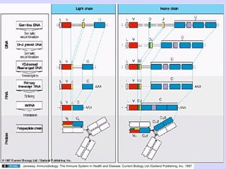 Janeway. Immunobiology: The Immune System in Health and Disease. Current Biology Ltd./Garland Publishing, Inc. 1997
 