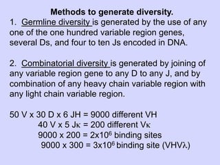 Methods to generate diversity.
1. Germline diversity is generated by the use of any
one of the one hundred variable region genes,
several Ds, and four to ten Js encoded in DNA.

2. Combinatorial diversity is generated by joining of
any variable region gene to any D to any J, and by
combination of any heavy chain variable region with
any light chain variable region.

50 V x 30 D x 6 JH = 9000 different VH
       40 V x 5 Jκ = 200 different Vκ
       9000 x 200 = 2x106 binding sites
        9000 x 300 = 3x106 binding site (VHVλ)
 