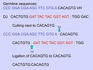 Germline sequences:
CCC GGA CGA AGC TTC GTG A CACAGTG VH

DJ CACTGTG GAT TAC TAC GGT AGT : TGG GAC

    Cutting next to CACAGTG   Cut


CCC GGA CGA AGC TTC GTG A CACAGTG

    CACTGTG GAT TAC TAC GGT AGT : TGG

             Cut

    Ligation of CACAGTG to CACAGTG

    CACTGTG:CACAGTG
 