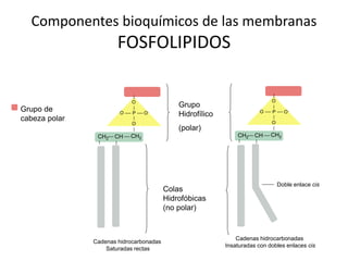 Componentes bioquímicos de las membranas
FOSFOLIPIDOS
O
PO O-
O
CH2CHCH2
Grupo
Hidrofílico
(polar)
Colas
Hidrofóbicas
(no polar)
Doble enlace cis
O
PO O-
O
CH2CHCH2
Cadenas hidrocarbonadas
Saturadas rectas
Cadenas hidrocarbonadas
Insaturadas con dobles enlaces cis
Grupo de
cabeza polar
 