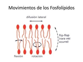 Movimientos de los Fosfolípidos
 