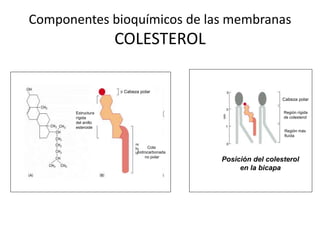 Componentes bioquímicos de las membranas
COLESTEROL
Cabeza polar
Estructura
rígida
del anillo
esteroide
Cola
hidrocarbonada
no polar
Posición del colesterol
en la bicapa
Cabeza polar
Región rígida
de colesterol
Región más
fluída
 