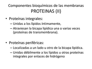 Componentes bioquímicos de las membranas
PROTEINAS (II)
• Proteínas integrales:
– Unidas a los lípidos íntimamente,
– Atraviesan la bicapa lipídica una o varias veces
(proteínas de transmembrana).
• Proteínas periféricas:
– Localizadas a un lado u otro de la bicapa lipídica.
– Unidas débilmente a los lípidos u otras proteínas
integrales por enlaces de hidrógeno
 