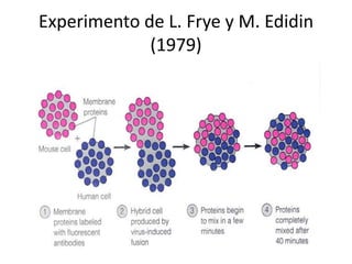 Experimento de L. Frye y M. Edidin
(1979)
 