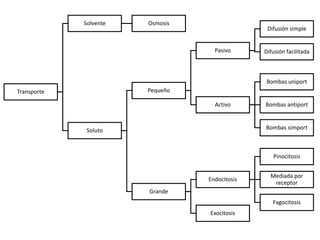 Transporte
Solvente Osmosis
Soluto
Pequeño
Pasivo
Difusión simple
Difusión facilitada
Activo
Bombas uniport
Bombas antiport
Bombas simport
Grande
Endocitosis
Pinocitosis
Mediada por
receptor
Fagocitosis
Exocitosis
 