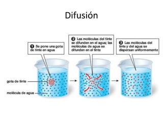 Difusión
 