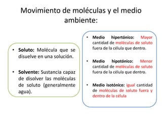 Movimiento de moléculas y el medio
ambiente:
• Soluto: Molécula que se
disuelve en una solución.
• Solvente: Sustancia capaz
de disolver las moléculas
de soluto (generalmente
agua).
• Medio hipertónico: Mayor
cantidad de moléculas de soluto
fuera de la célula que dentro.
• Medio hipotónico: Menor
cantidad de moléculas de soluto
fuera de la célula que dentro.
• Medio isotónico: igual cantidad
de moléculas de soluto fuera y
dentro de la célula
 