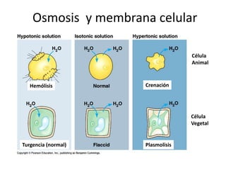Osmosis y membrana celular
CrenaciónHemólisis
PlasmolisisTurgencia (normal)
Célula
Animal
Célula
Vegetal
 