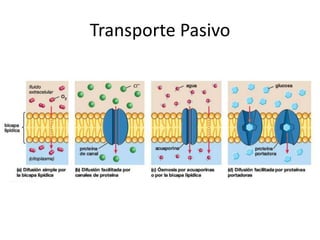Transporte Pasivo
 