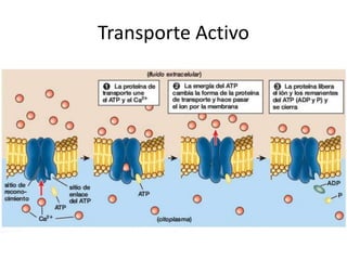 Transporte Activo
 